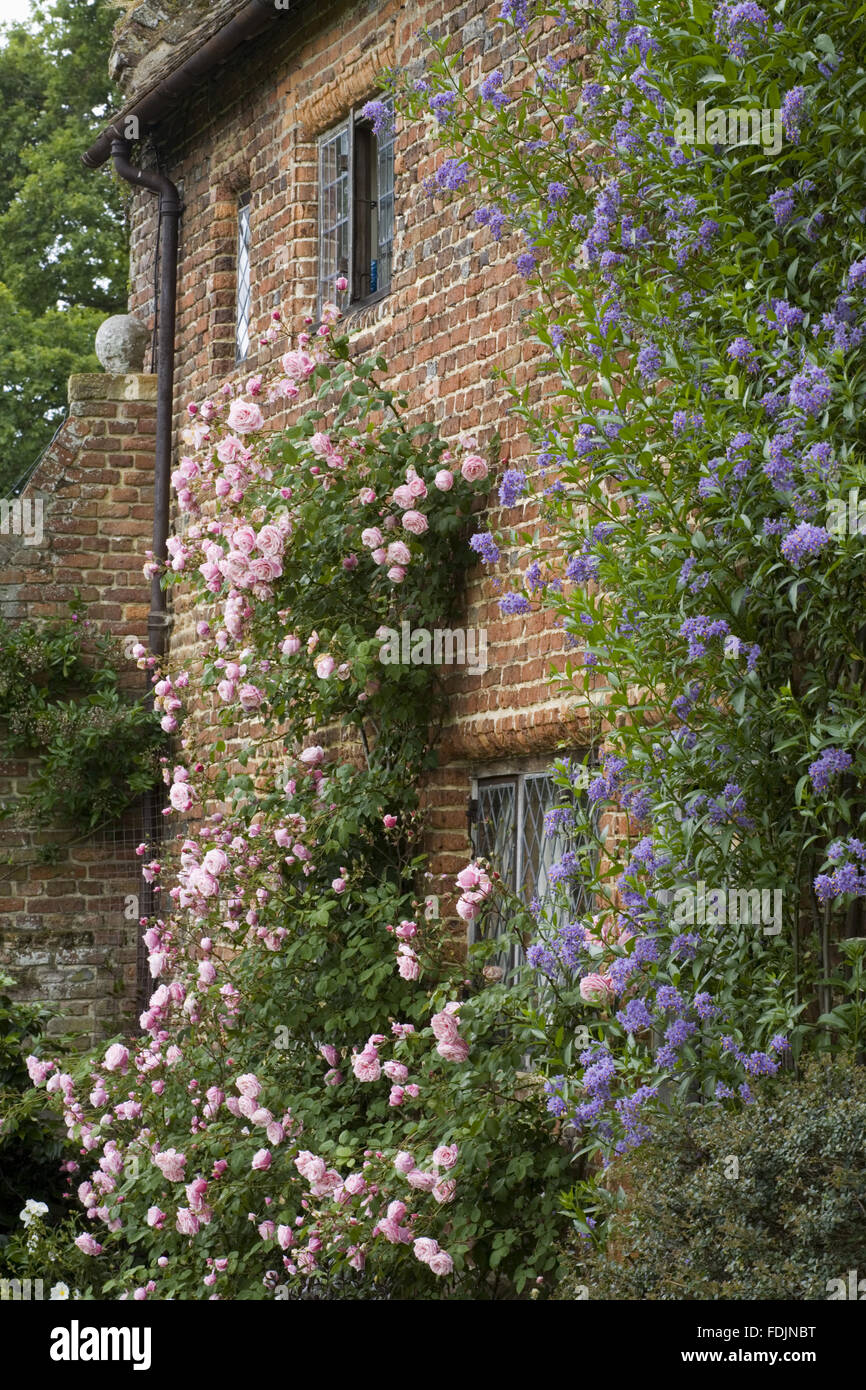 Rose rose pâle 'Meg' monte autour des fenêtres sur le côté intérieur de l'avant-cour au Château de Sissinghurst Garden, près de Cranbrook, Kent. Banque D'Images