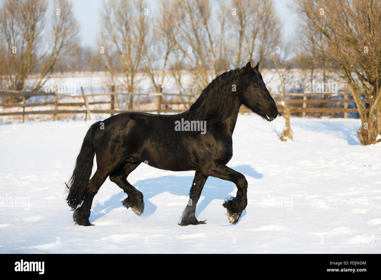 Cheval frison noir dans le temps d'hiver à stable Banque D'Images