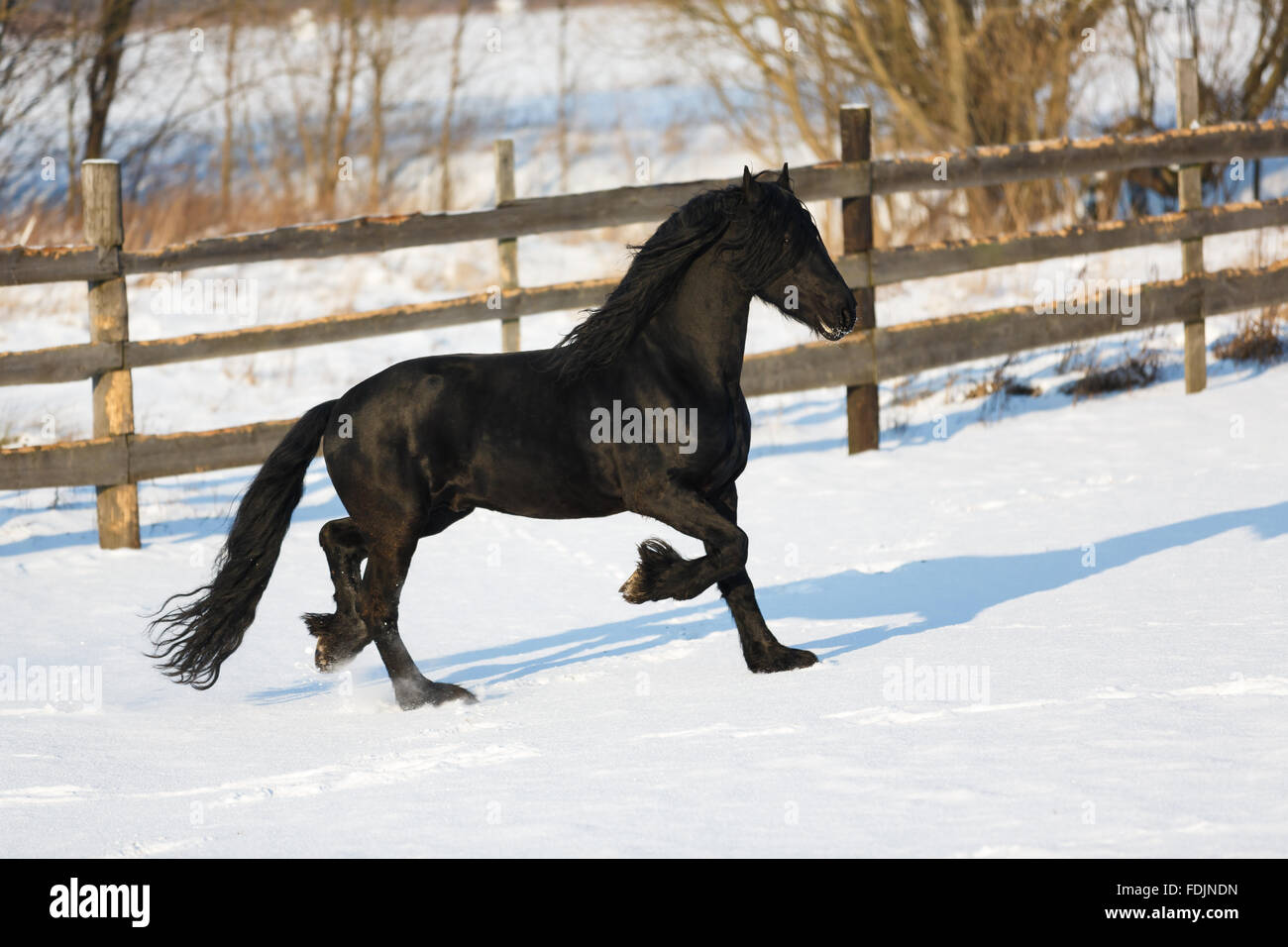 Cheval frison noir dans le temps d'hiver à stable Banque D'Images