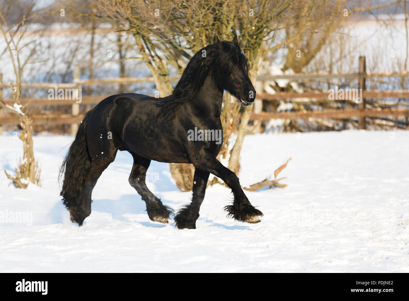 Cheval frison noir dans le temps d'hiver à stable Banque D'Images