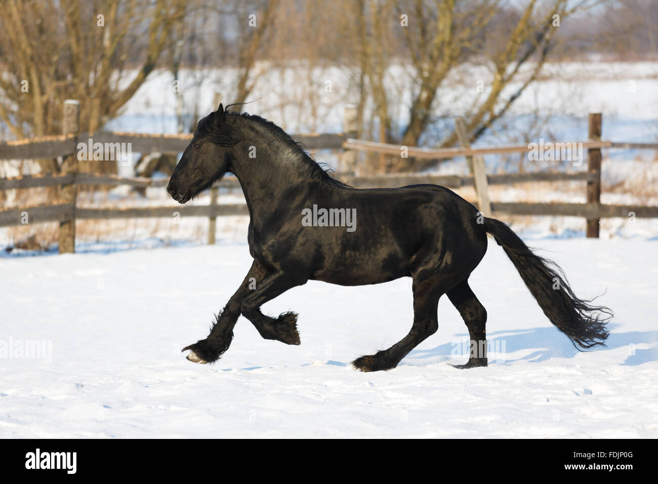 Cheval frison noir dans le temps d'hiver à stable Banque D'Images