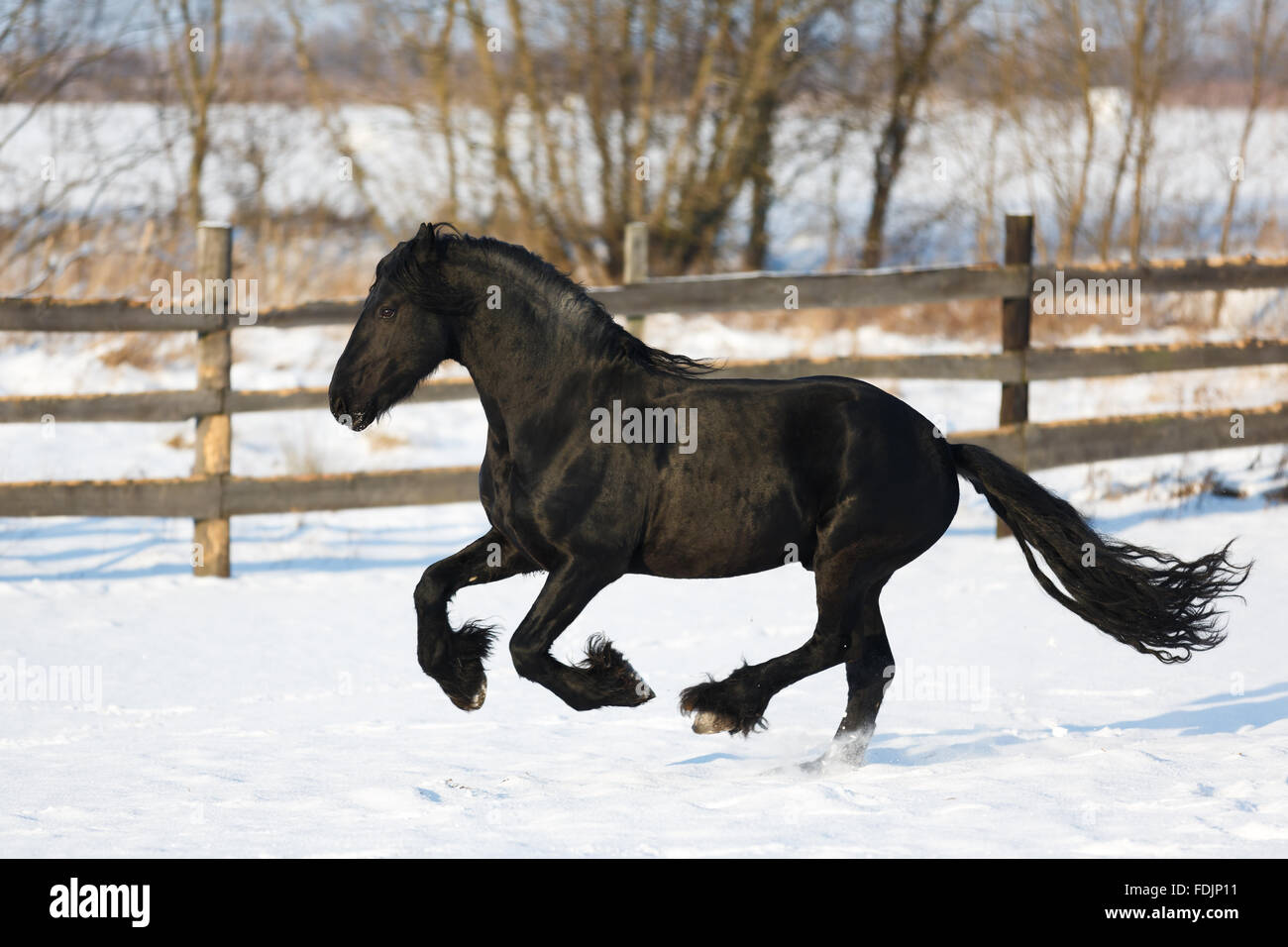 Cheval frison noir dans le temps d'hiver à stable Banque D'Images