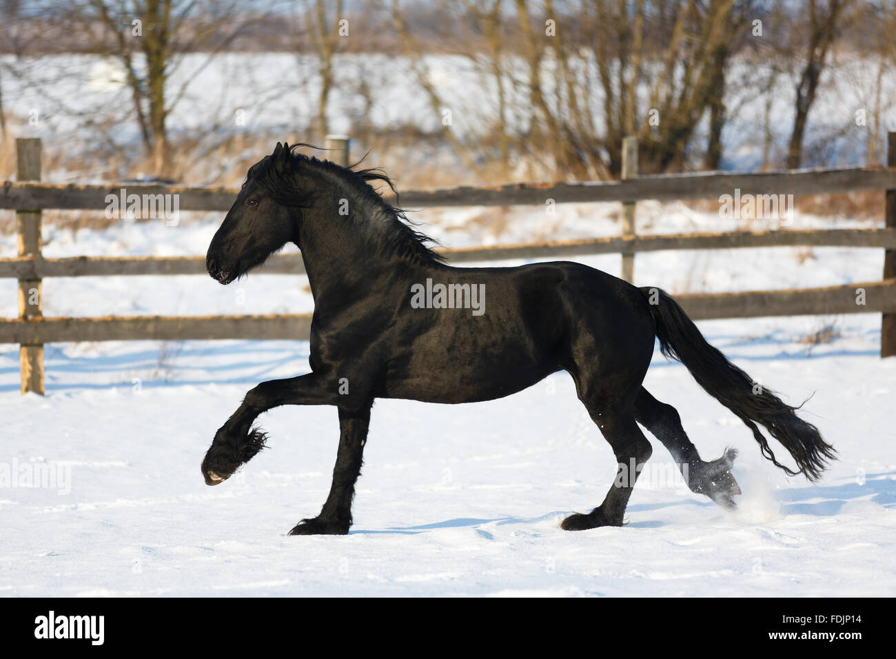 Cheval frison noir dans le temps d'hiver à stable Banque D'Images
