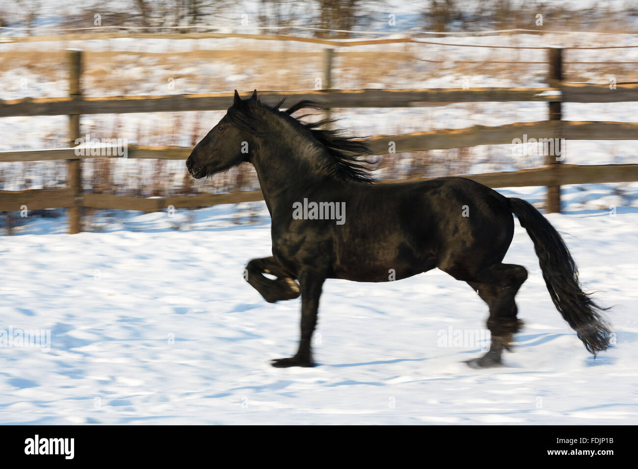 Cheval frison noir dans le temps d'hiver à stable Banque D'Images