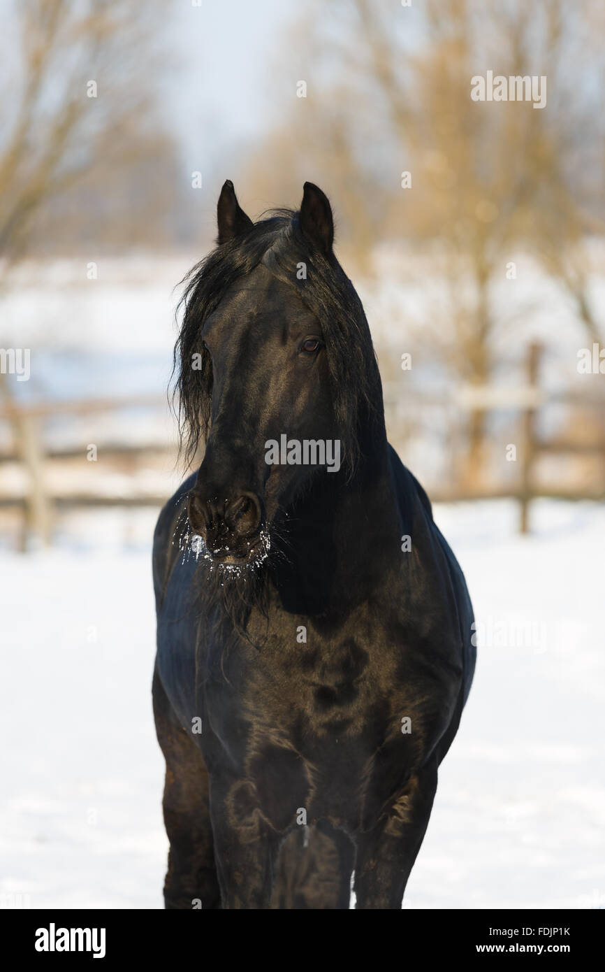 Cheval frison noir dans le temps d'hiver à stable Banque D'Images
