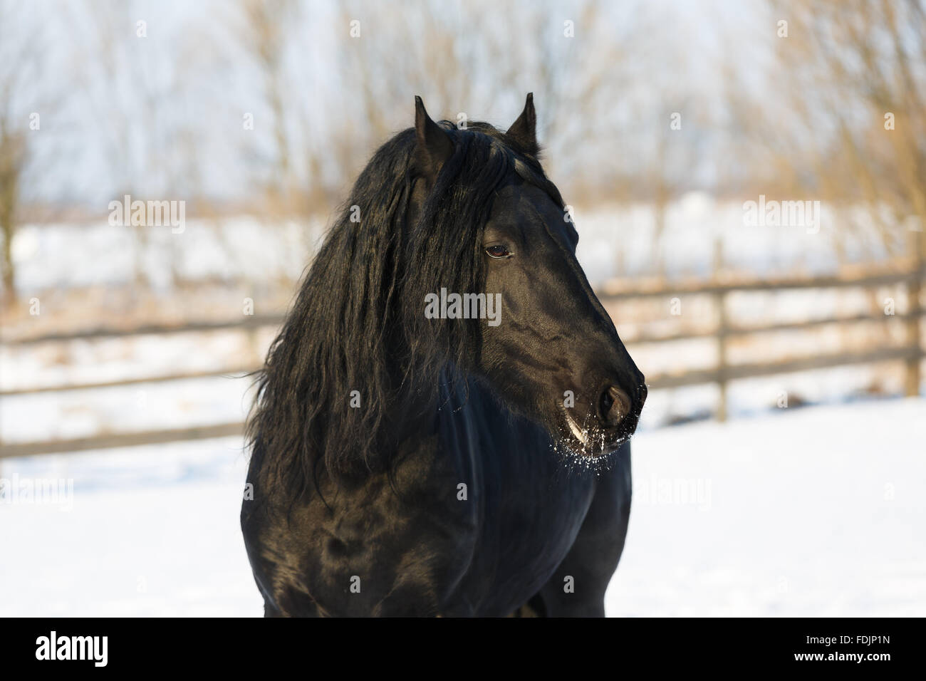 Cheval frison noir dans le temps d'hiver à stable Banque D'Images