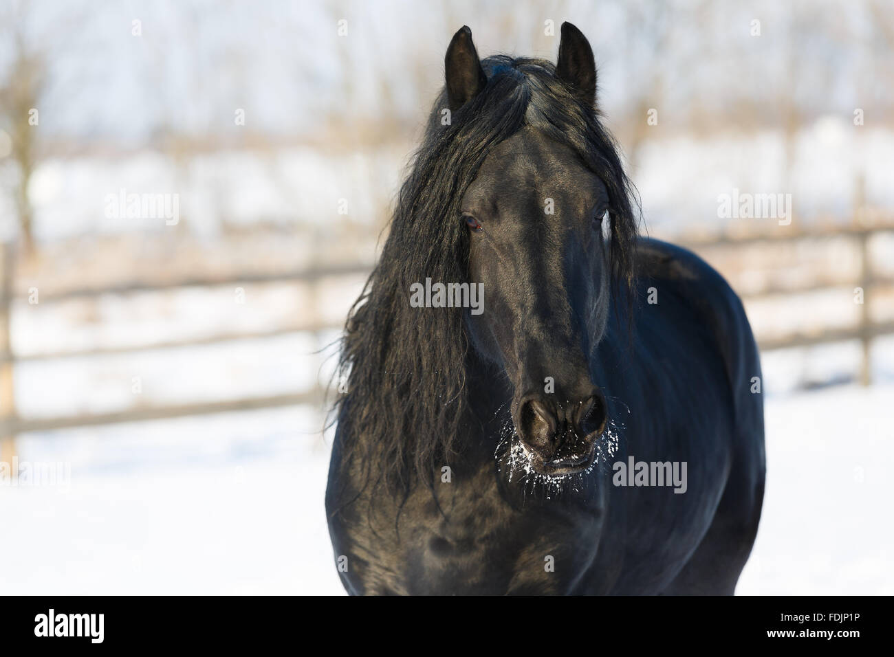 Cheval frison noir dans le temps d'hiver à stable Banque D'Images