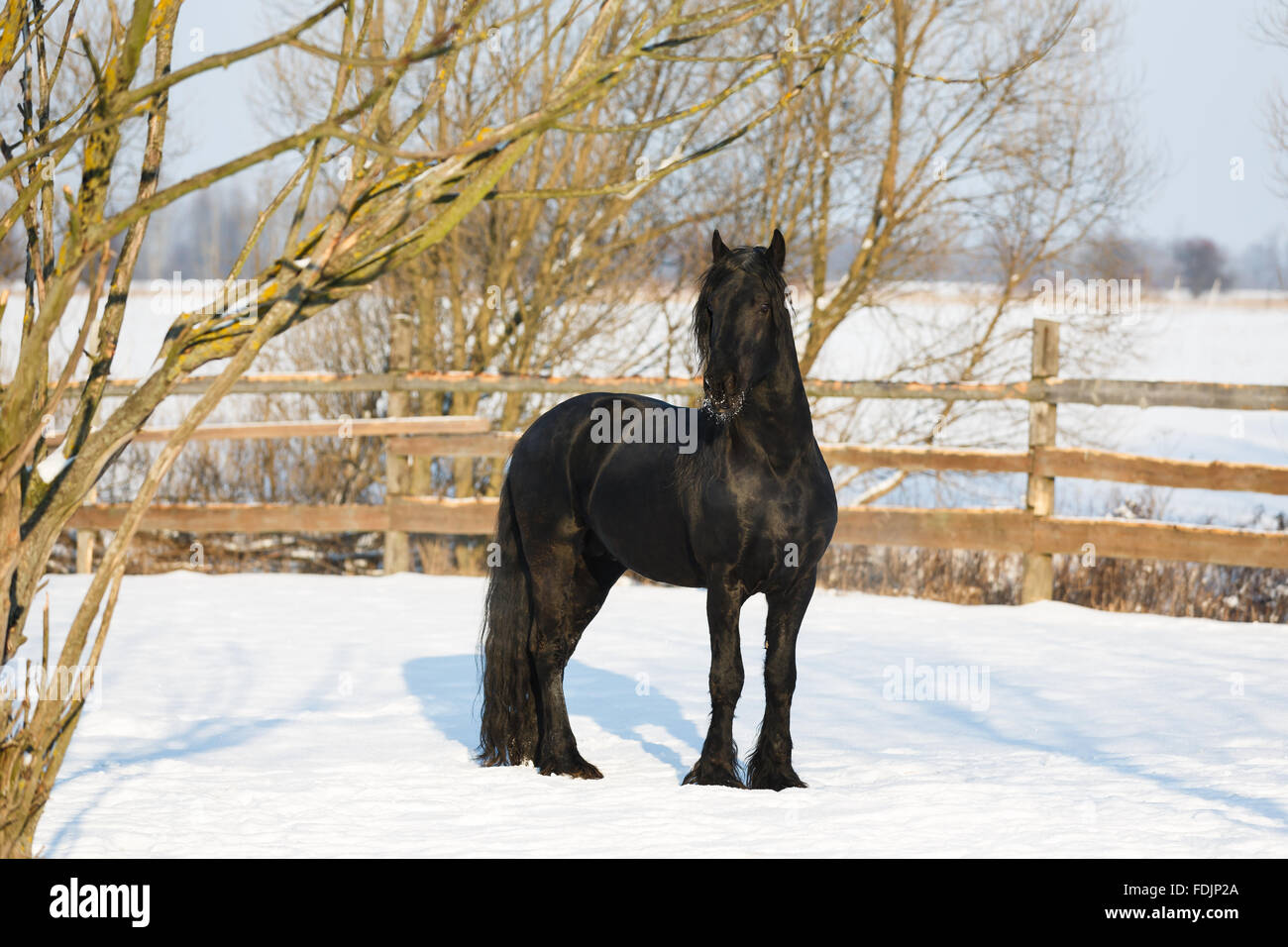 Cheval frison noir dans le temps d'hiver à stable Banque D'Images
