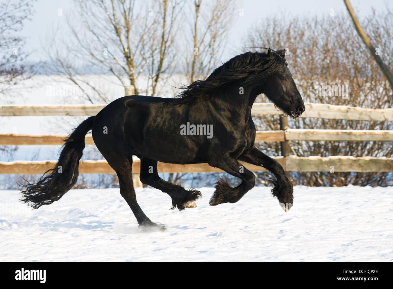 Cheval frison noir dans le temps d'hiver à stable Banque D'Images