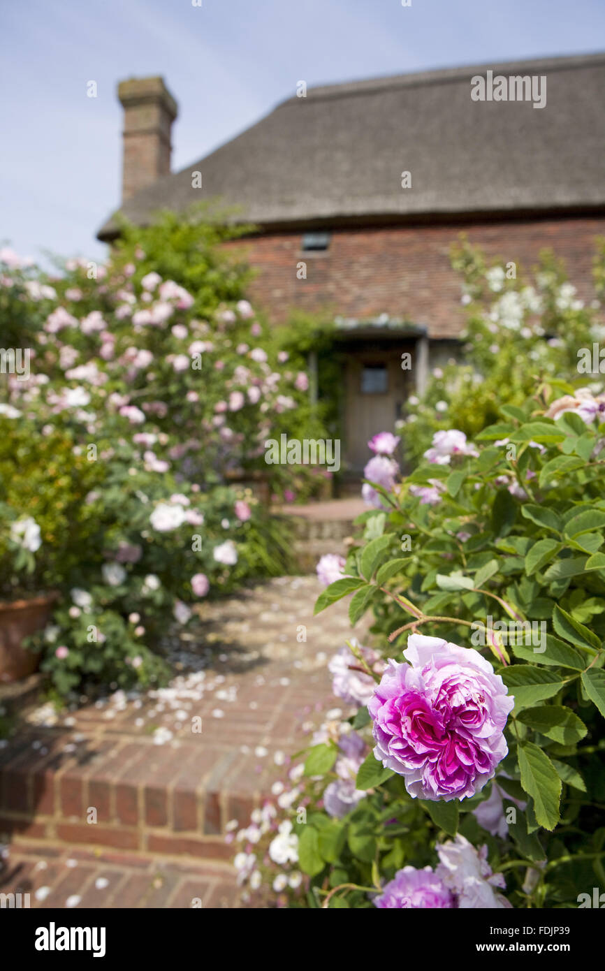 Belles roses roses dans le jardin de style cottage à 1 156 Km Maison du clergé, East Sussex. Banque D'Images