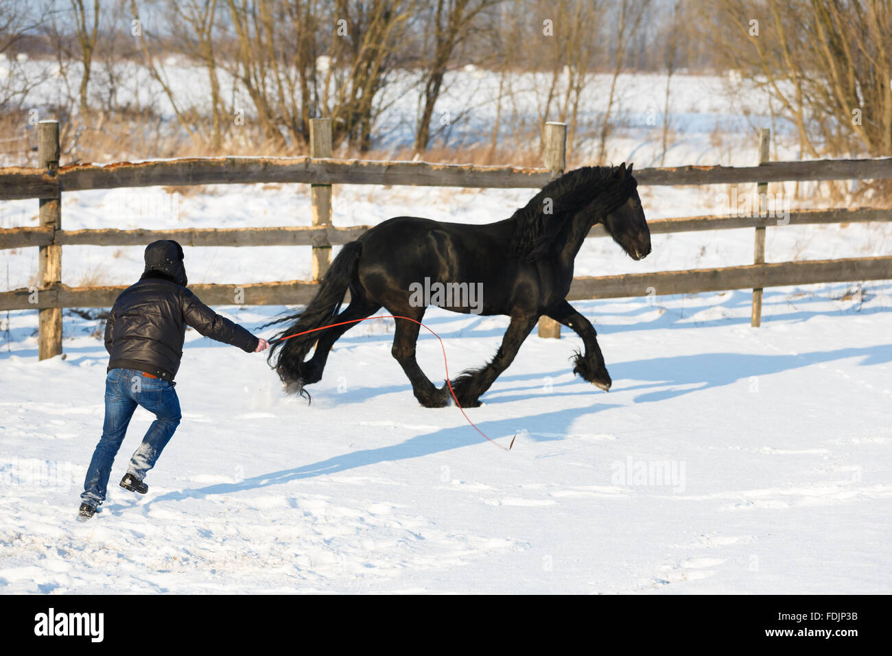 Dressage cheval frison homme noir à l'extérieur en hiver Banque D'Images