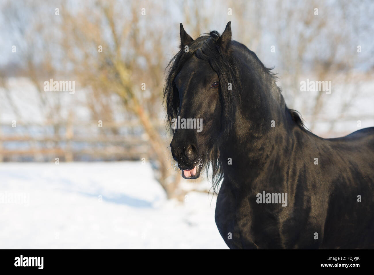 Cheval frison noir dans le temps d'hiver à stable Banque D'Images