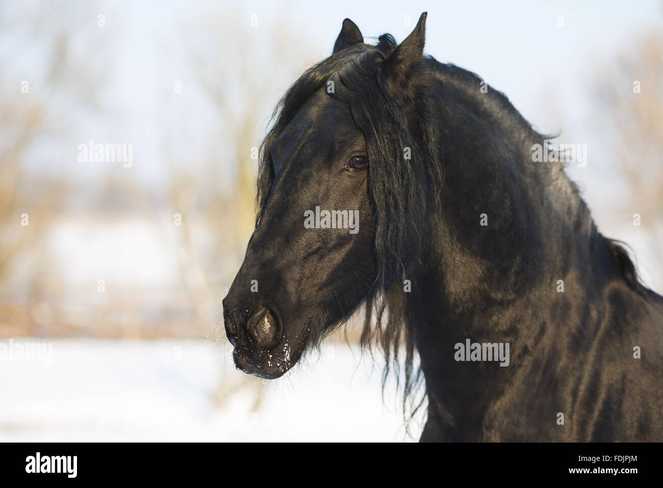 Cheval frison noir dans le temps d'hiver à stable Banque D'Images