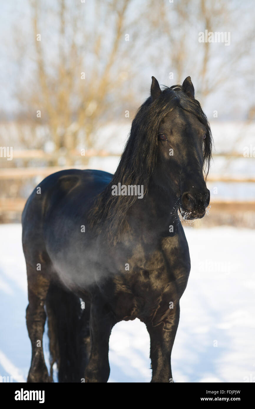 Cheval frison noir dans le temps d'hiver à stable Banque D'Images