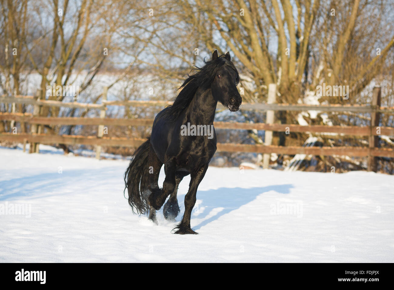 Cheval frison noir dans le temps d'hiver à stable Banque D'Images