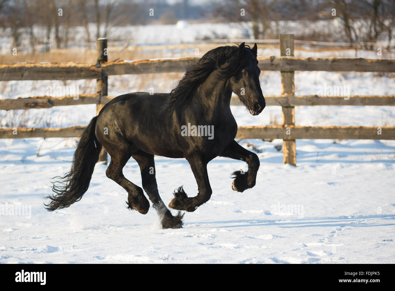 Cheval frison noir dans le temps d'hiver à stable Banque D'Images