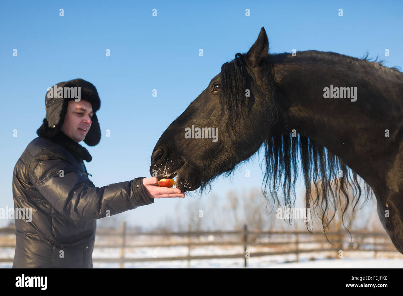 L'alimentation de l'homme cheval frison en hiver en plein air Banque D'Images