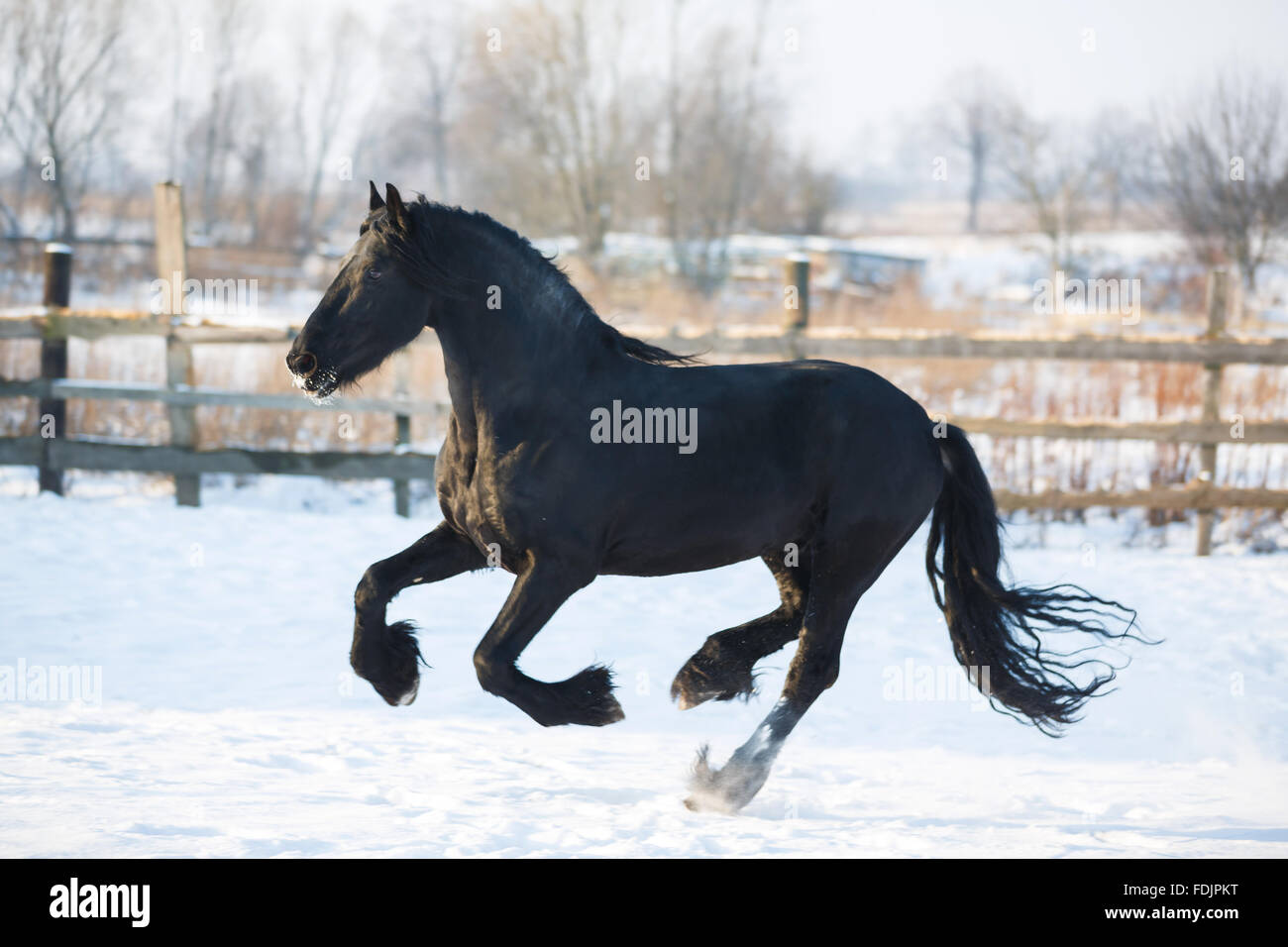 Cheval frison noir dans le temps d'hiver à stable Banque D'Images