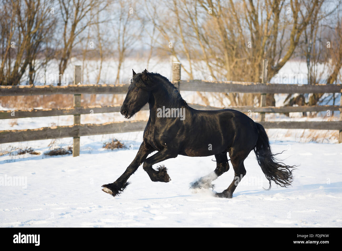 Cheval frison noir dans le temps d'hiver à stable Banque D'Images