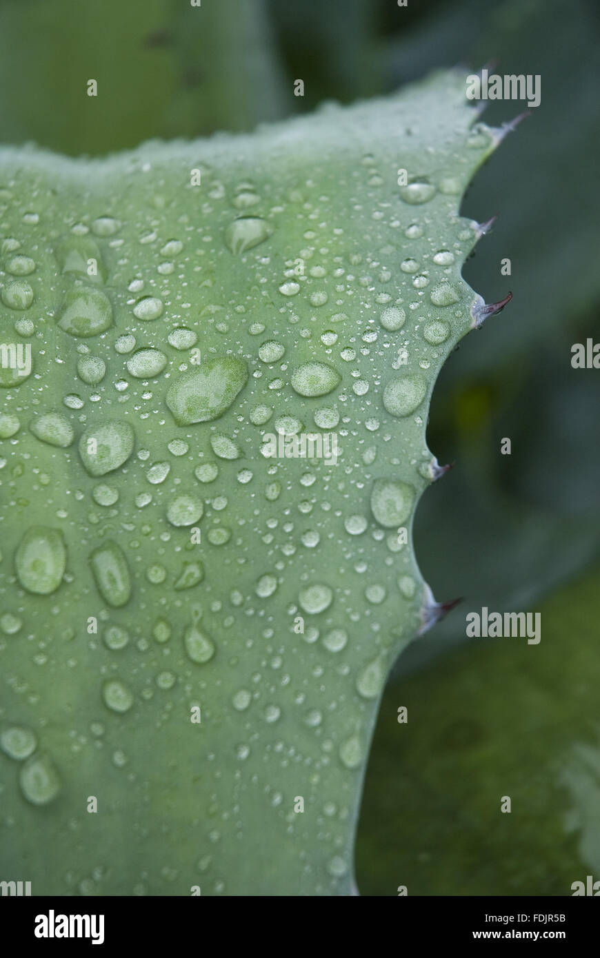 Gouttes de pluie sur les feuilles dentelées de plante succulente dans le jardin à Coleton Fishacre, Kingswear, Devon. Banque D'Images