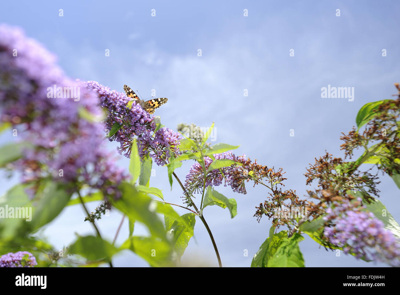 La belle dame (CynthiaVanessa cardui) papillon, se nourrissant de 