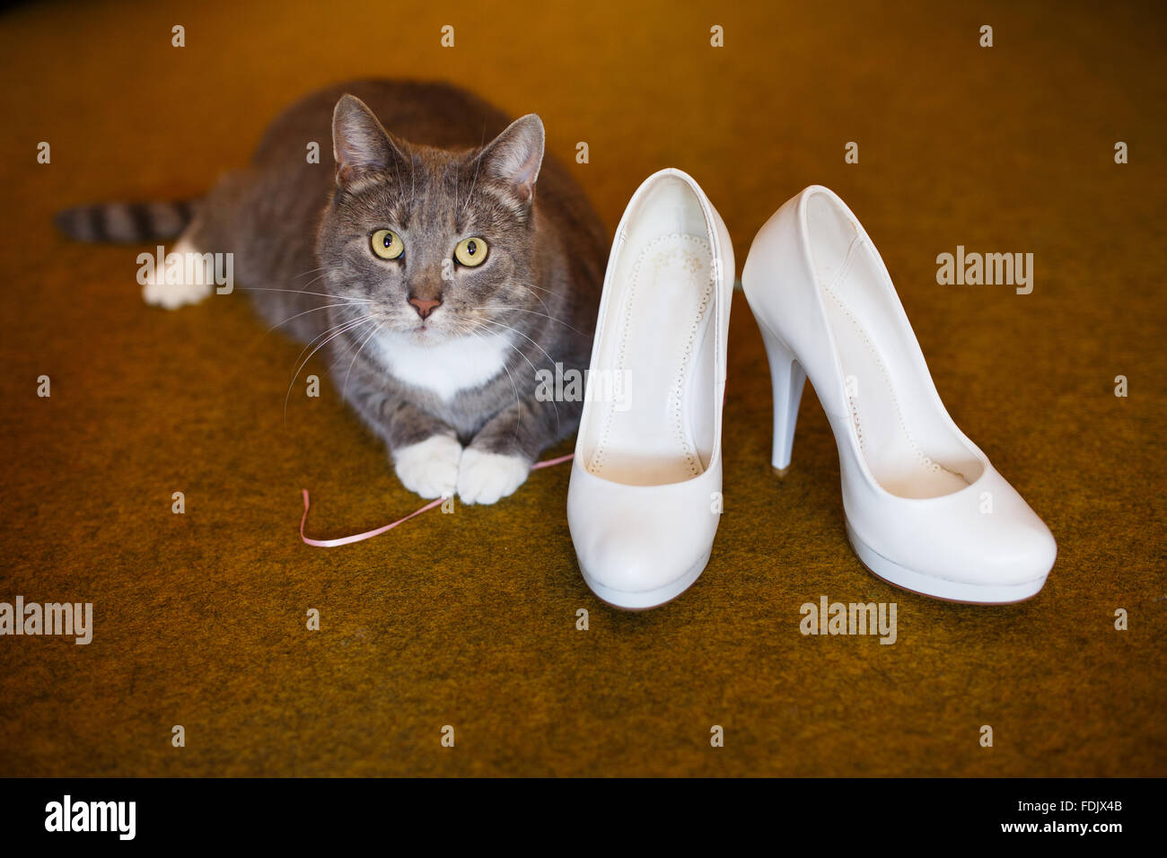 Chat mignon et chaussures de la mariée sur un sol brun Banque D'Images