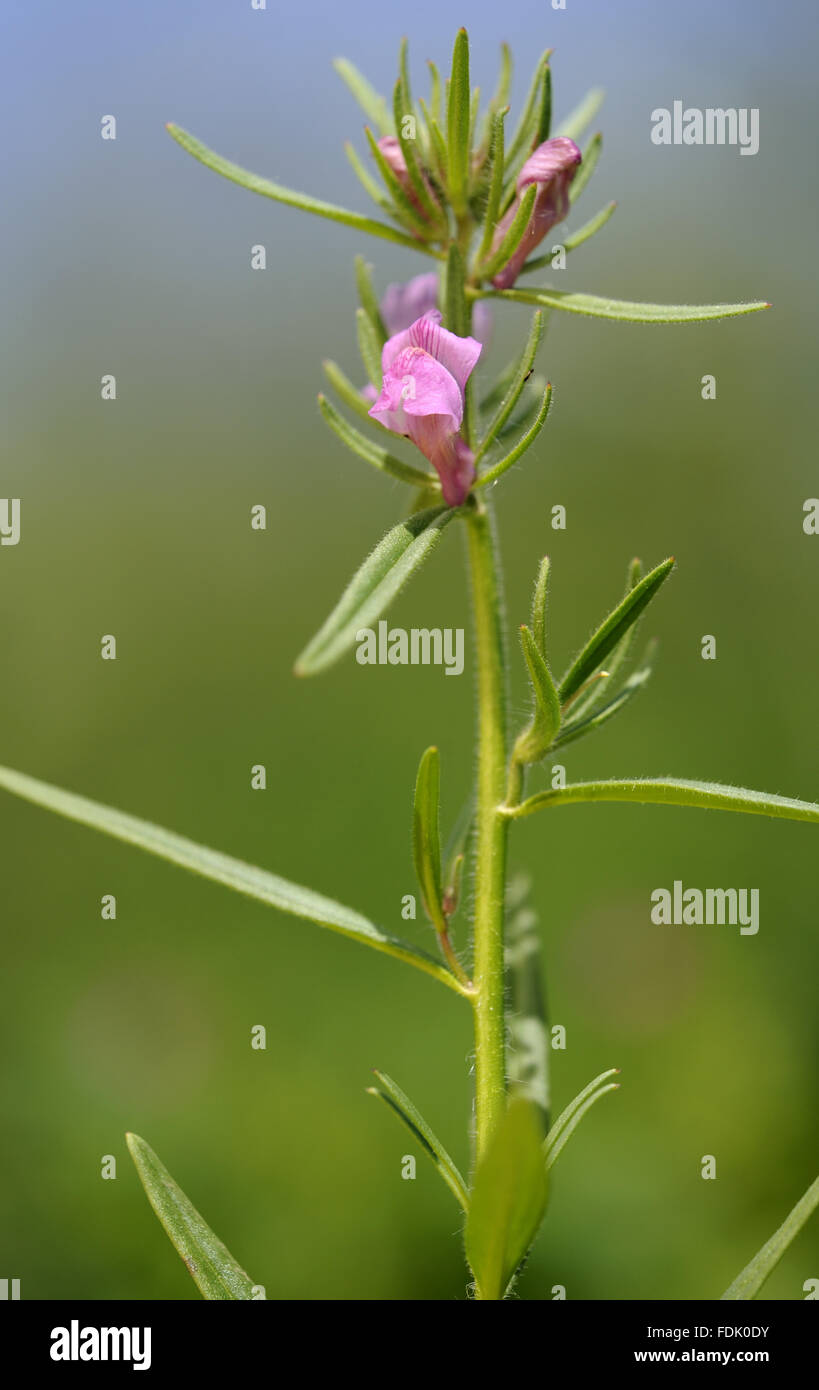 Moindre Snapdragon Est Une Plante Arablesmauvaise Herbe