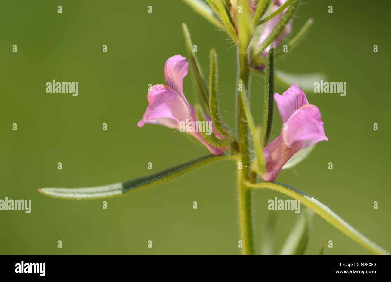 Moindre Snapdragon Est Une Plante Arablesmauvaise Herbe