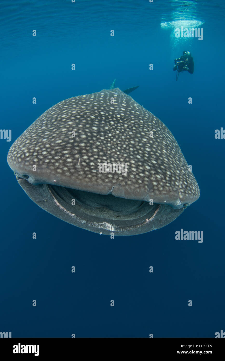 L'homme nage avec un requin baleine, Cenderawasih Bay, Papouasie, Indonésie Banque D'Images