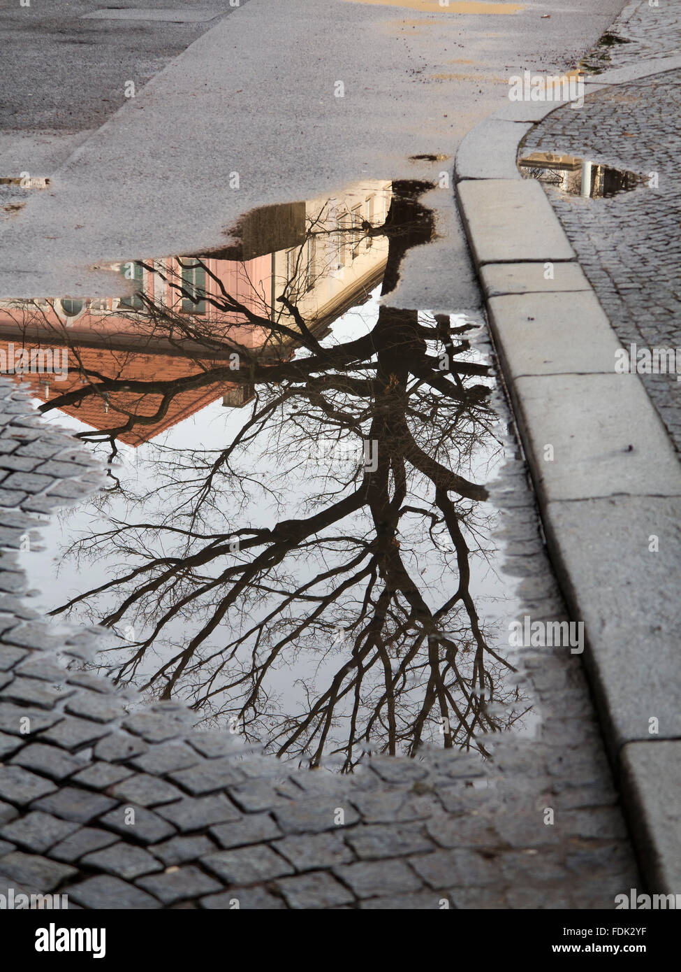 La mise en miroir de l'arbre dans la flaque Banque D'Images