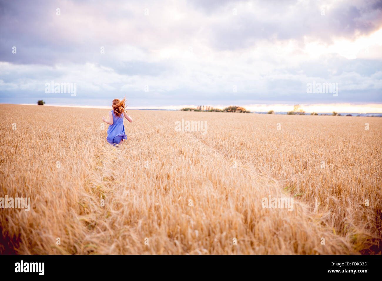 Vue arrière d'une fille qui court à travers le champ d'orge, Bedfordshire, Angleterre, Royaume-Uni Banque D'Images