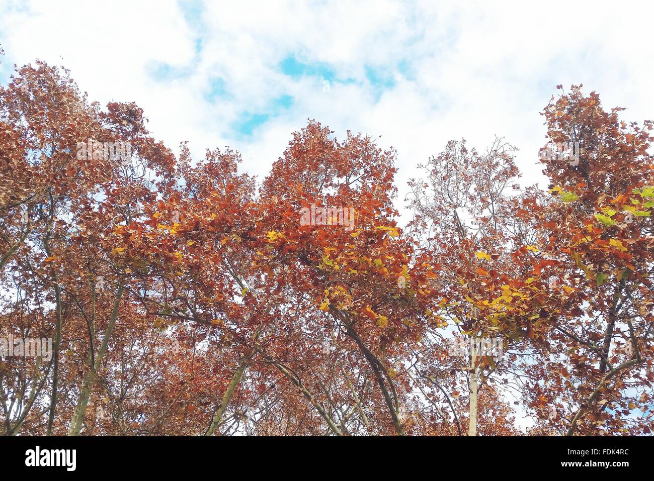 Les feuilles d'automne sur les arbres, Malaga, Espagne Banque D'Images