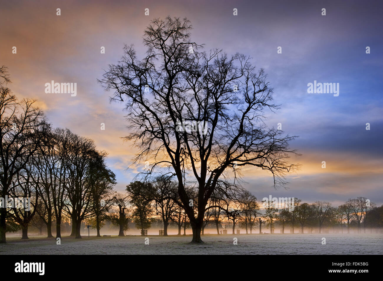 Un misty à Morden Hall Park, Londres. Banque D'Images