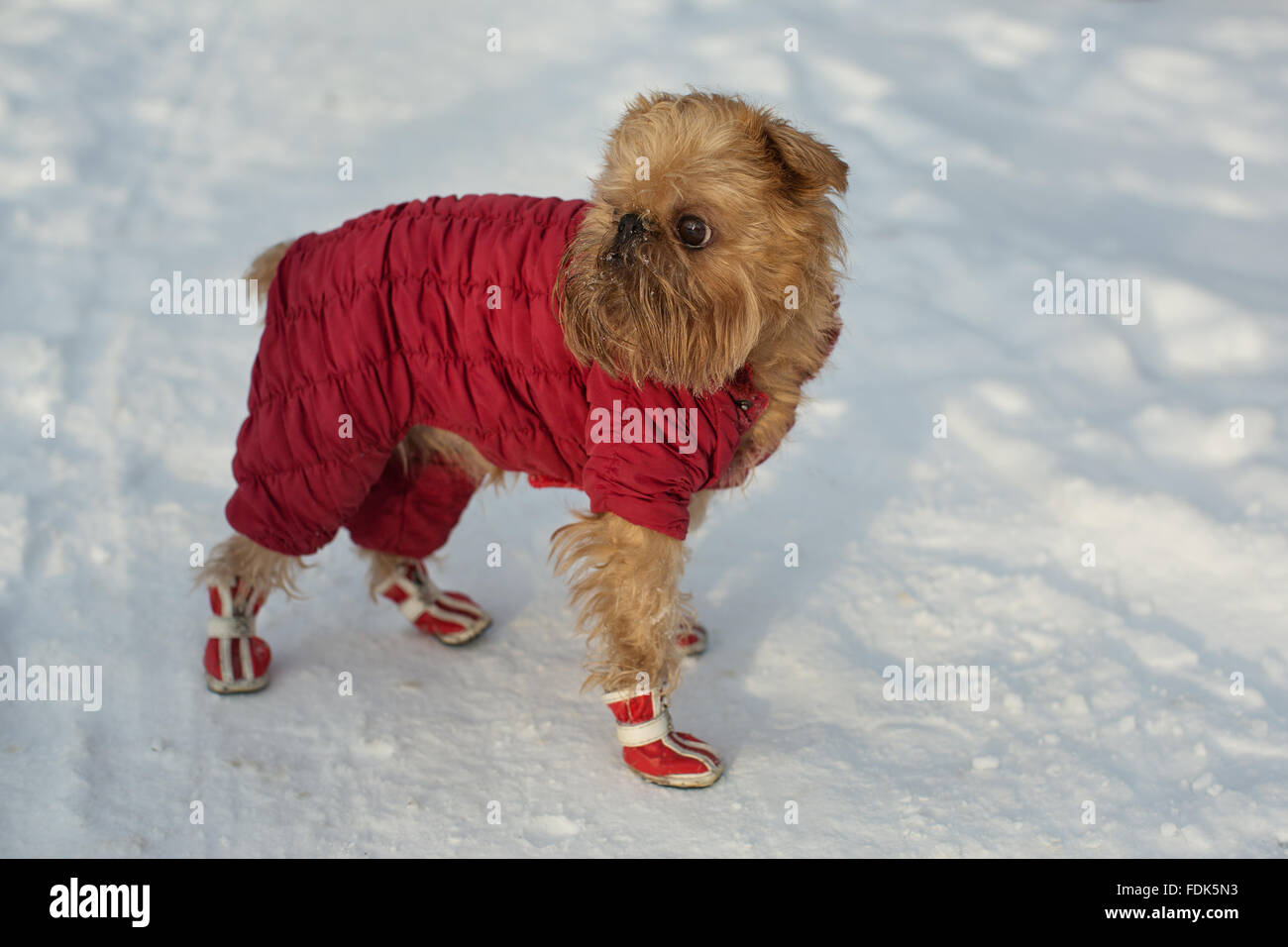 Race de chien Griffon de Bruxelles promenades dans des vêtements et des chaussures d'hiver Banque D'Images