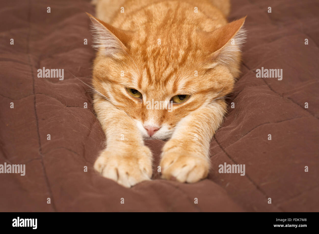 Big cat gingembre est paresseusement sur le lit Banque D'Images