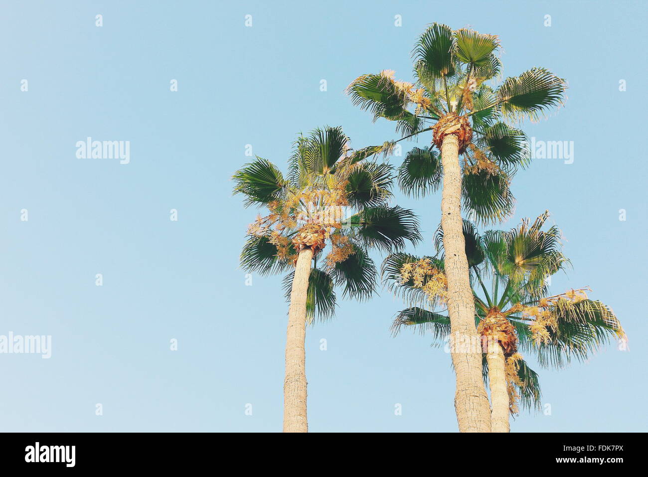 Low angle de palmiers sur fond de ciel bleu, Malaga, Andalousie, Espagne Banque D'Images