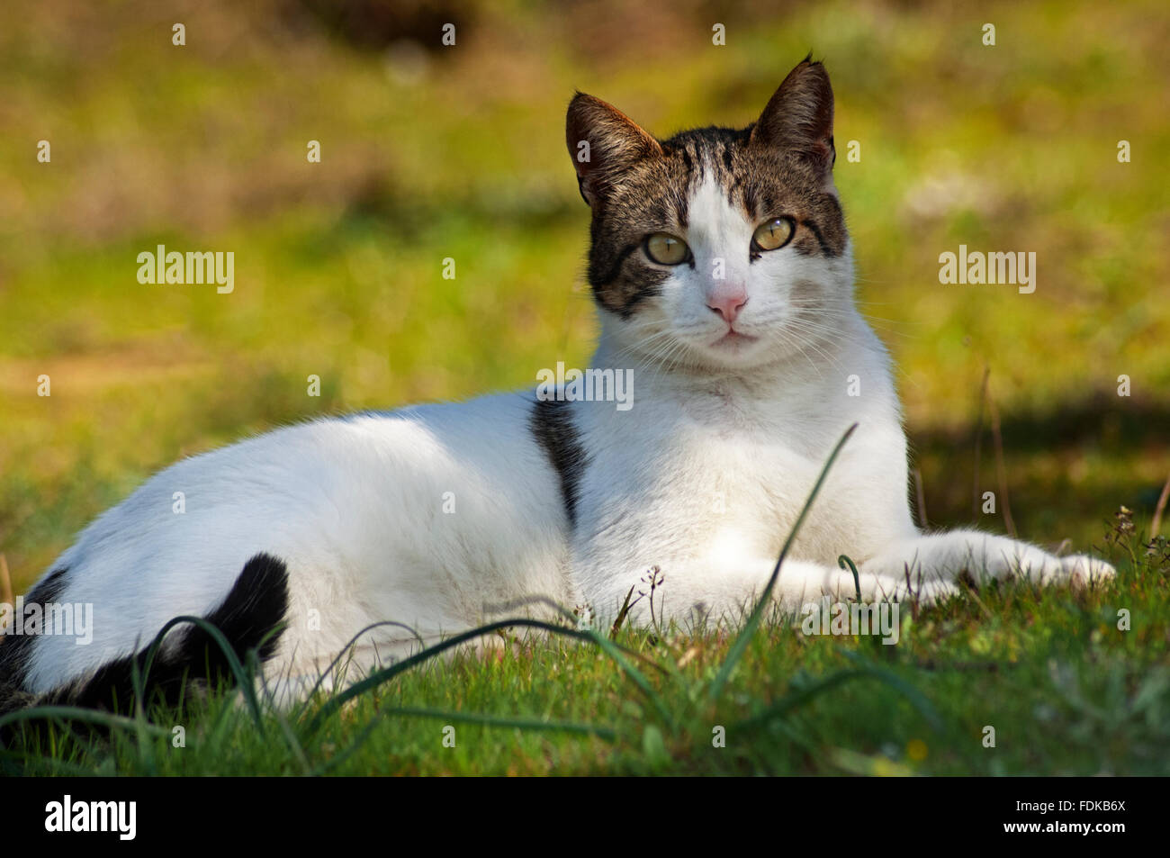 Portrait d'un chat couché dans le jardin et looking at camera Banque D'Images