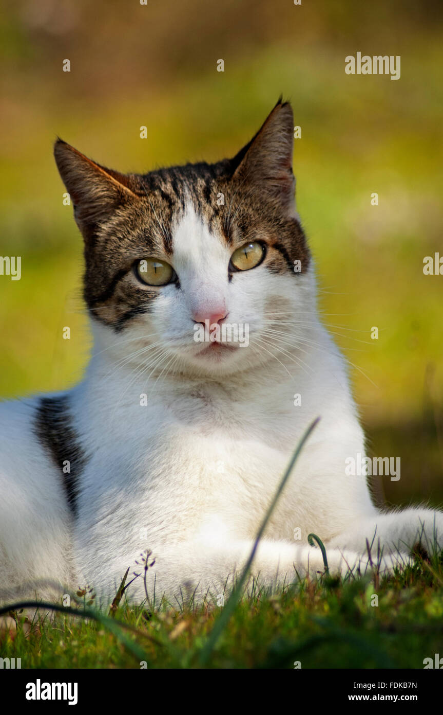 Portrait d'un chat couché dans le jardin et looking at camera Banque D'Images