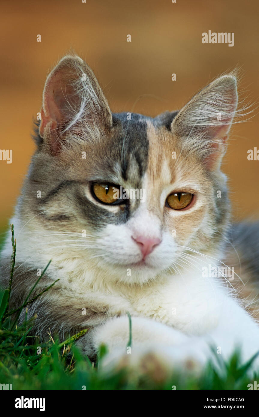 Jeune chat calico se reposant dans le jardin Banque D'Images