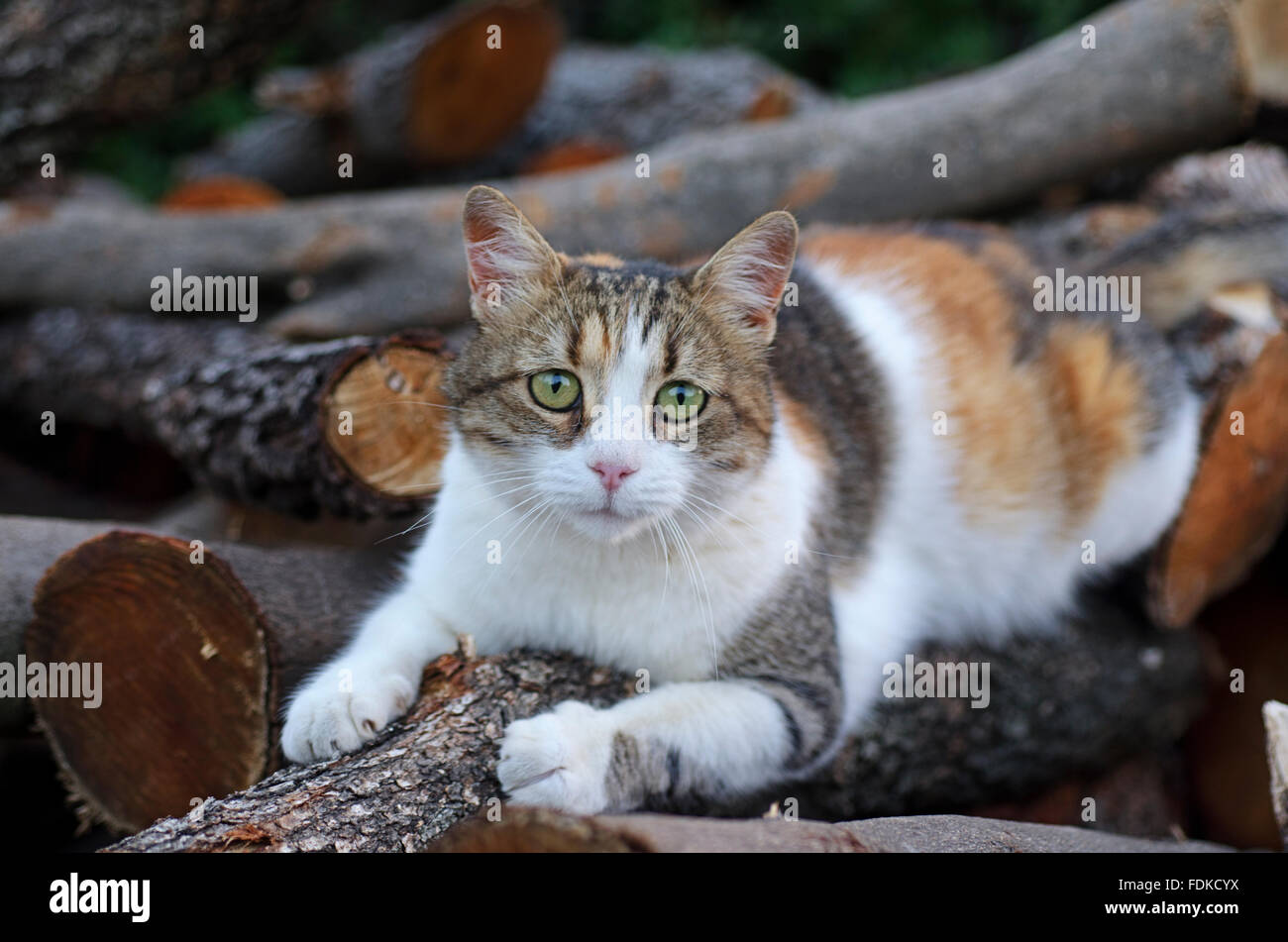 Un chat calico griffes d'affûtage sur un rondin de bois et looking at camera Banque D'Images