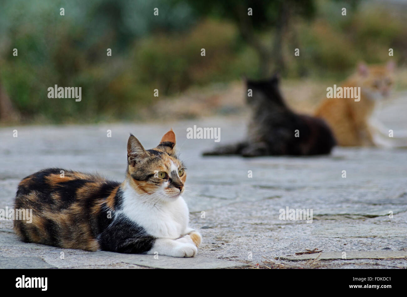 Trois chats en plein air de repos Banque D'Images