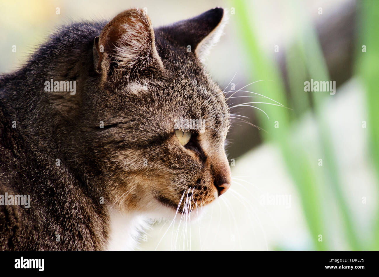 Portrait d'un chat tigré de profil Banque D'Images