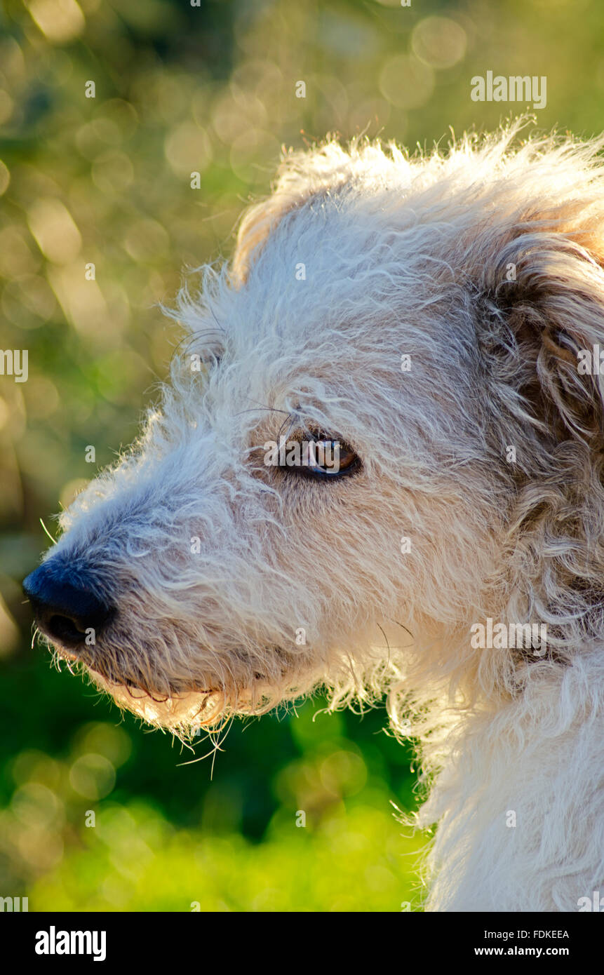 Profil d'un terrier dans le jardin Banque D'Images