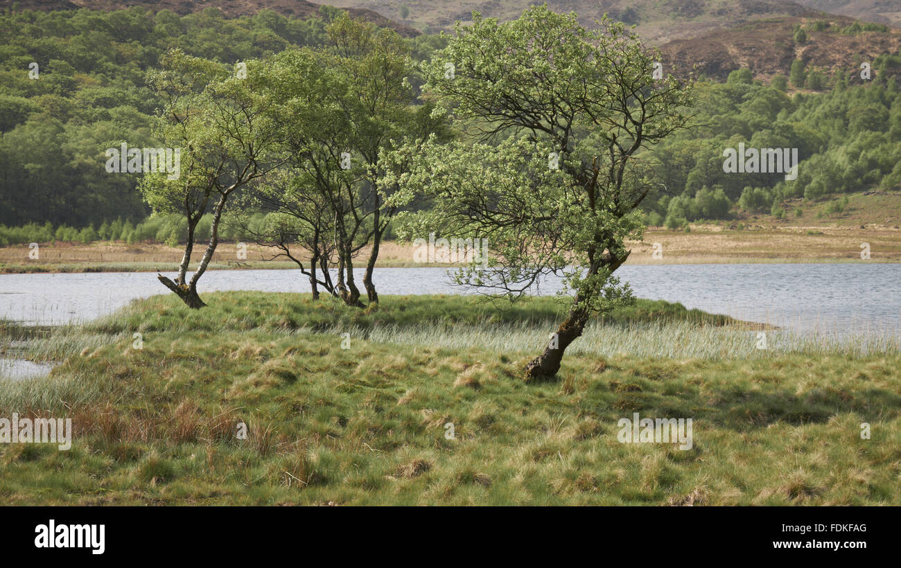 Llyndy la FIAS, un domaine de 600 acres dans la région de Snowdonia, dans la vallée de Nant Gwynant, Beddgelert Gwynedd, près de galles. Banque D'Images