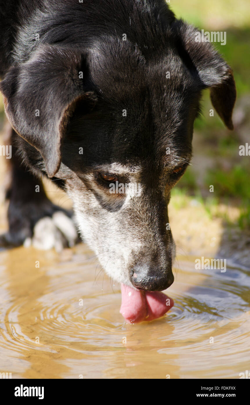 Close up d'un vieux chien hors de l'eau potable d'une flaque d'eau Banque D'Images