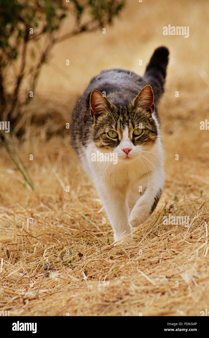 La marche vers l'appareil photo de chat tondu meadow Banque D'Images