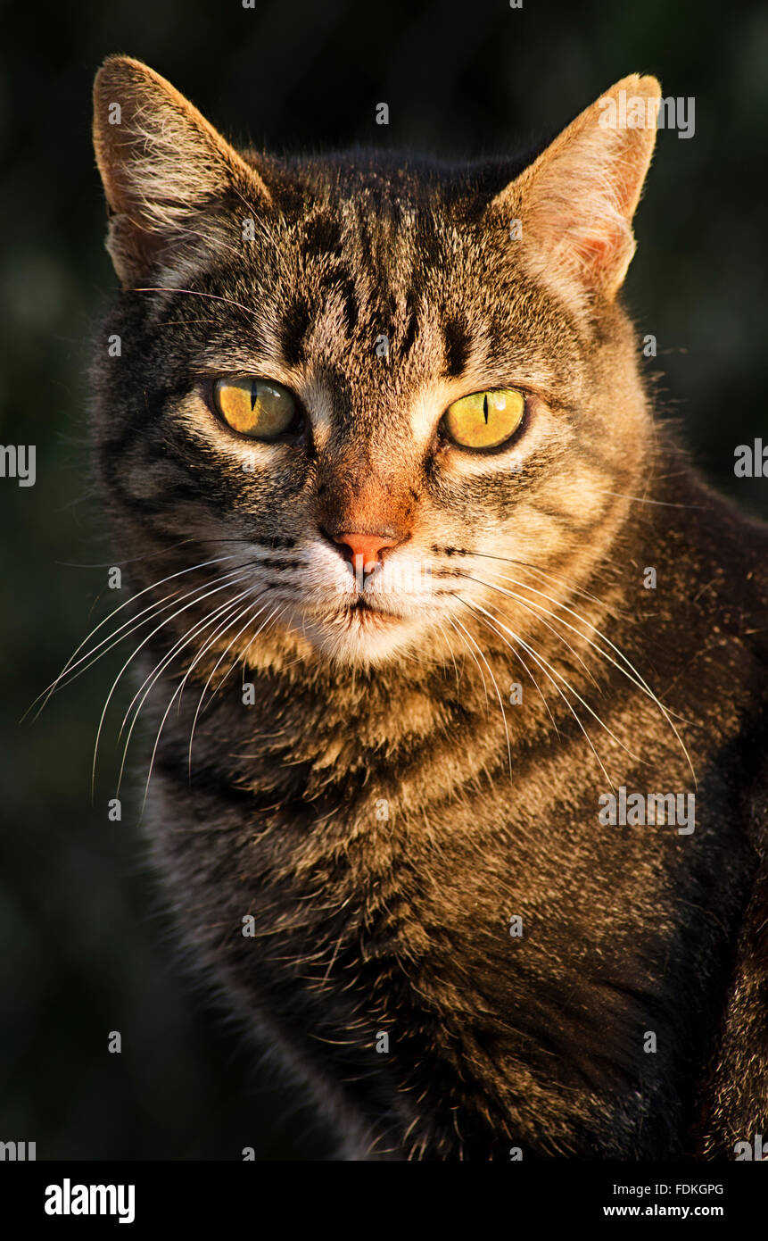 Portrait d'un chat dans la lumière au coucher du soleil Banque D'Images