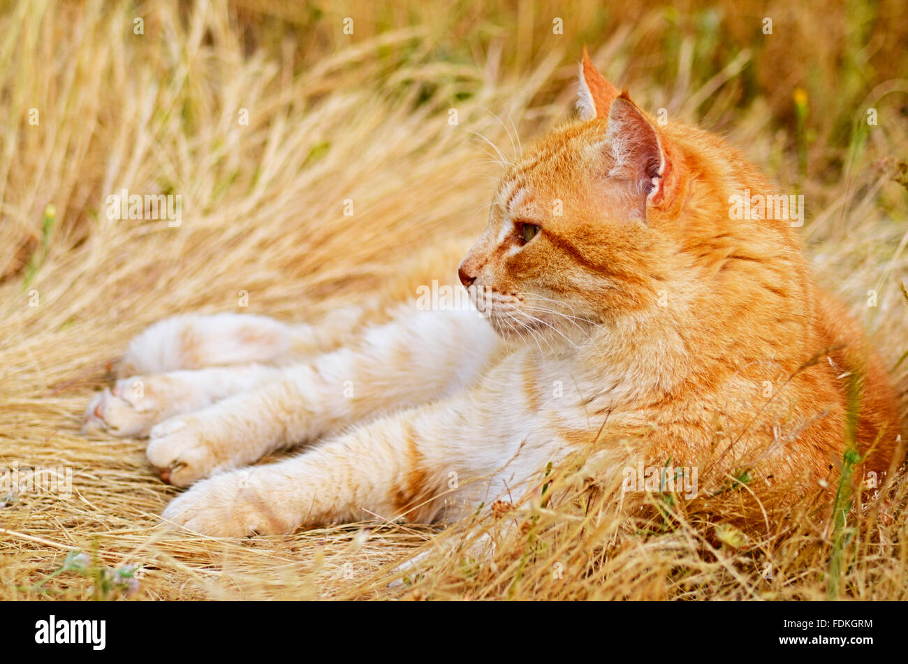 Le gingembre cat lying in meadow Banque D'Images