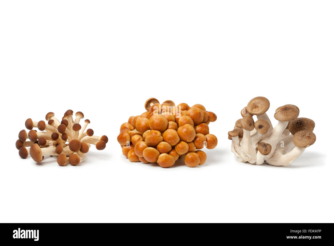 Des grappes de champignons frais de hêtre sur fond blanc Banque D'Images