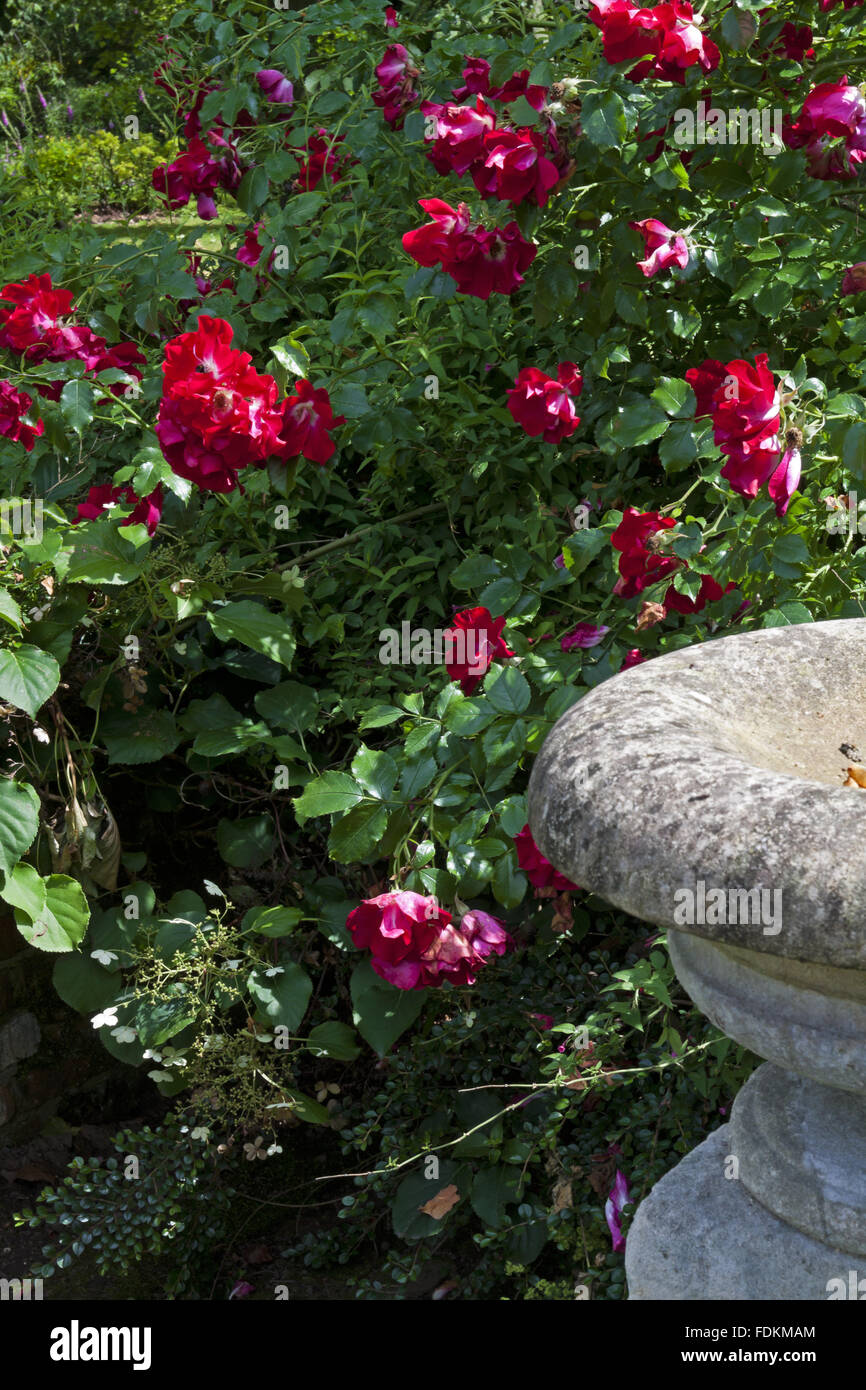 Roses dans le jardin de l'hôtel Tudor Manor House en juillet, Norbury, Derbyshire. Banque D'Images